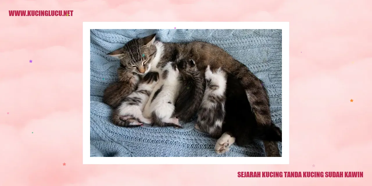 Sejarah Kucing tanda kucing sudah kawin