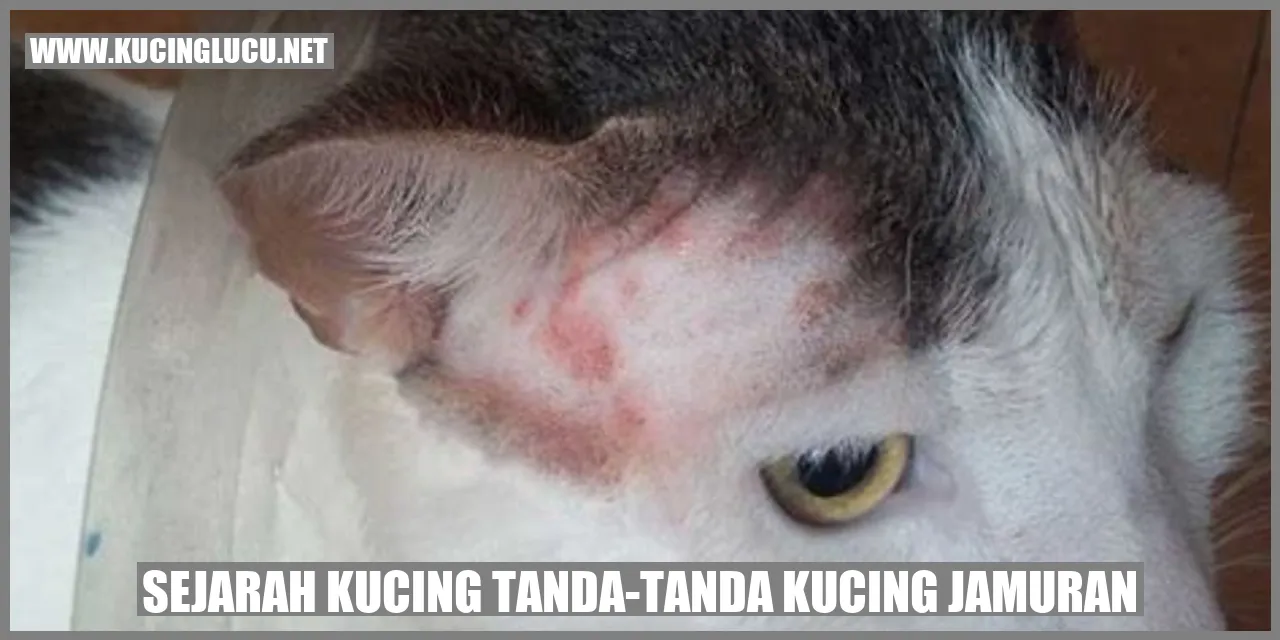 Sejarah Kucing