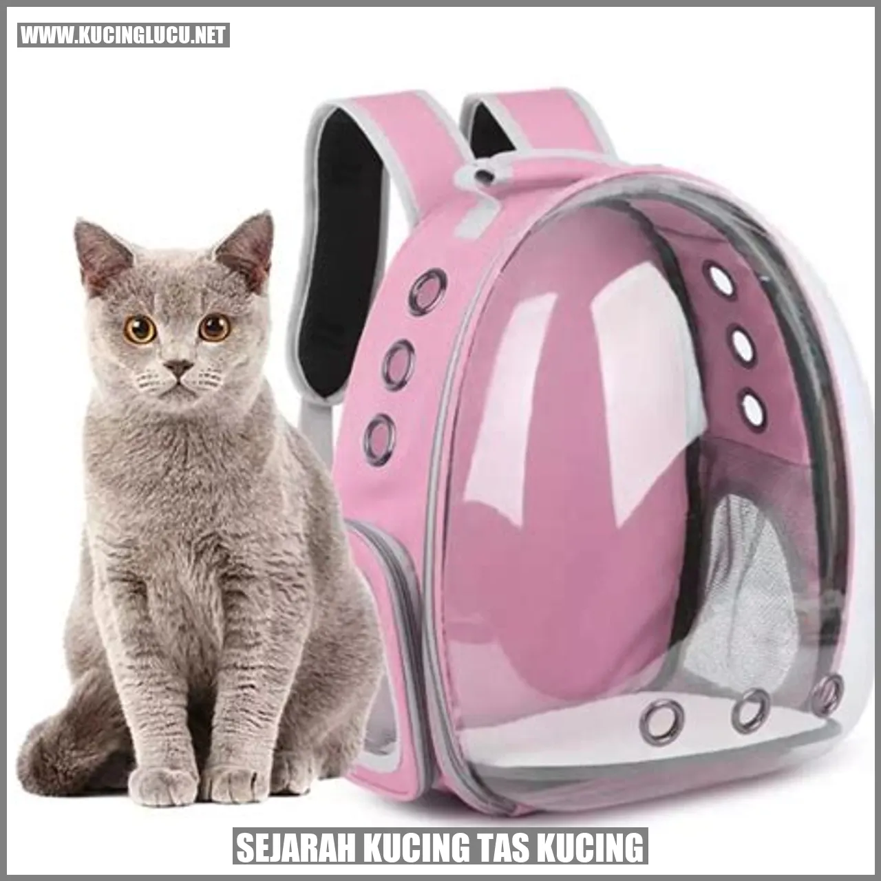 Sejarah Kucing Tas Kucing