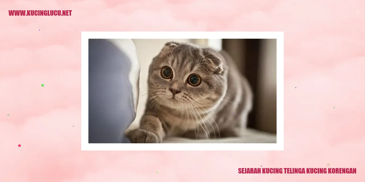 Gambar Kucing Telinga Kucing Korengan
