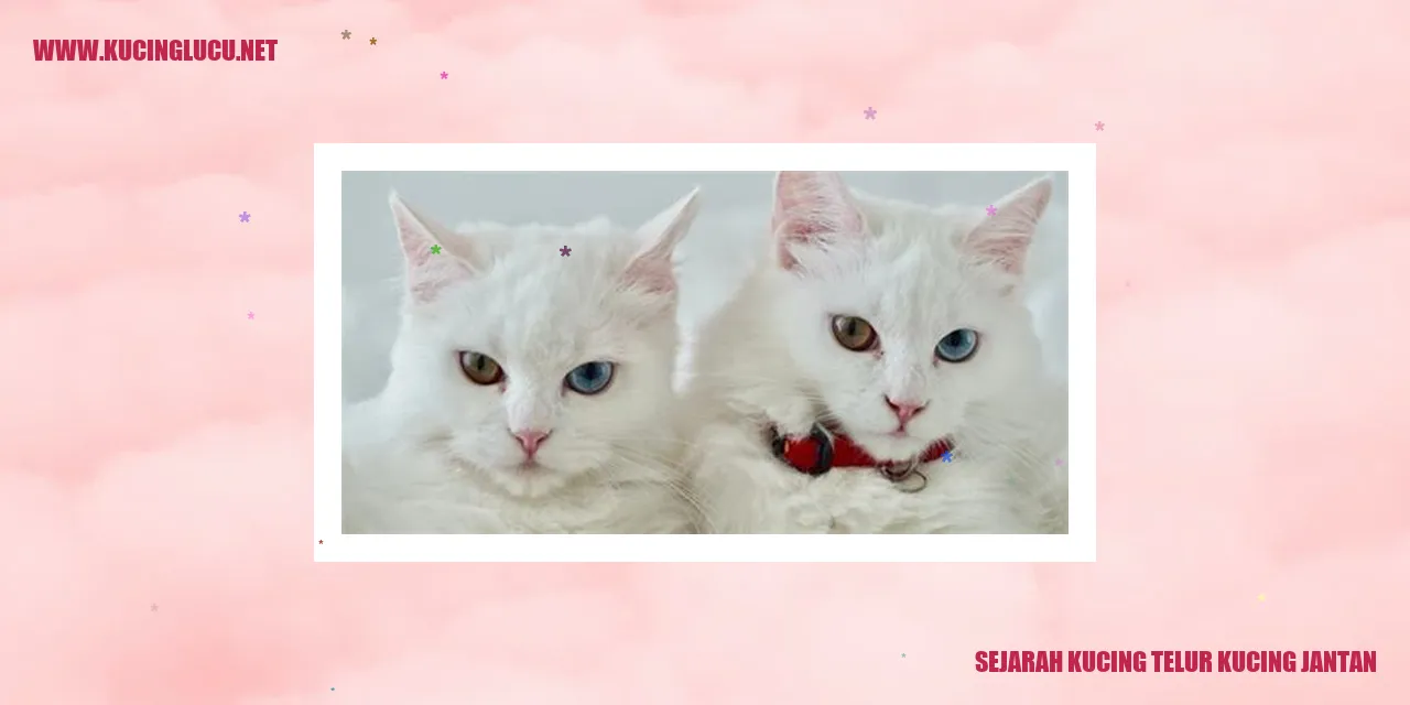 Kucing Telur Kucing Jantan