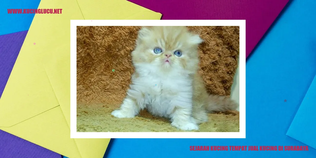 Kucing di Surabaya