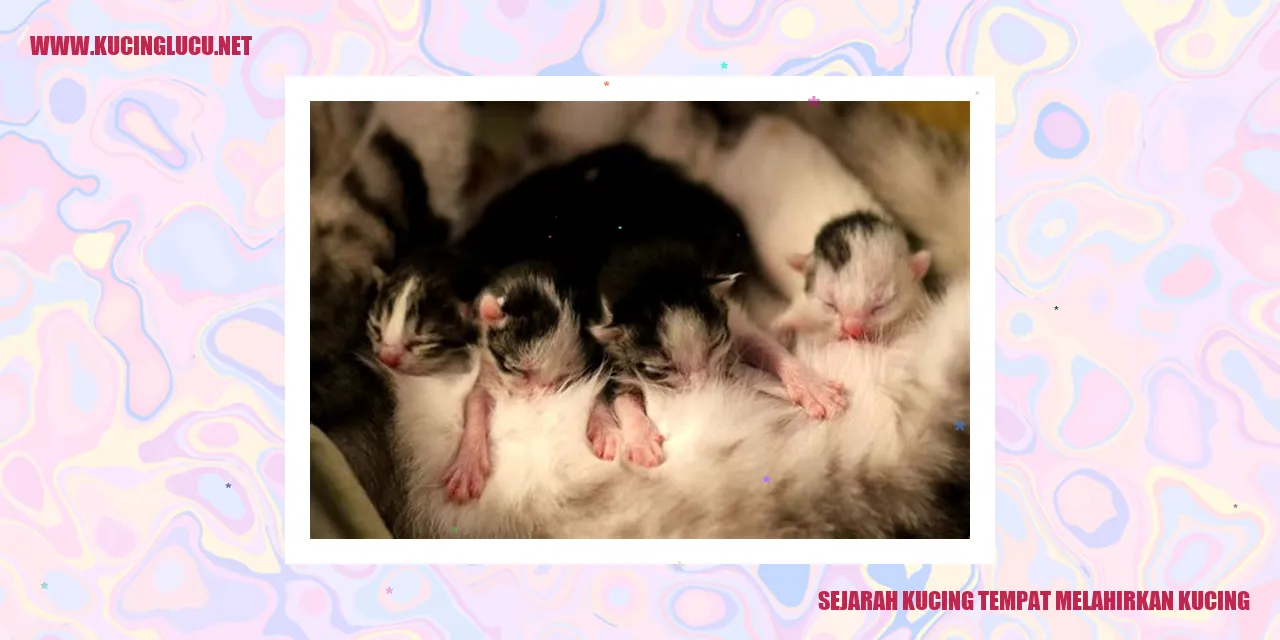 Gambar Kucing Melahirkan