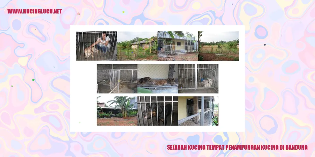 Kucing di Pusat Penampungan Kucing di Bandung