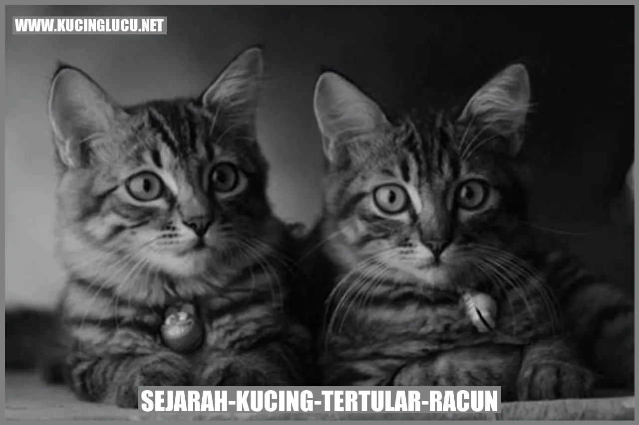 foto kucing tertular racun