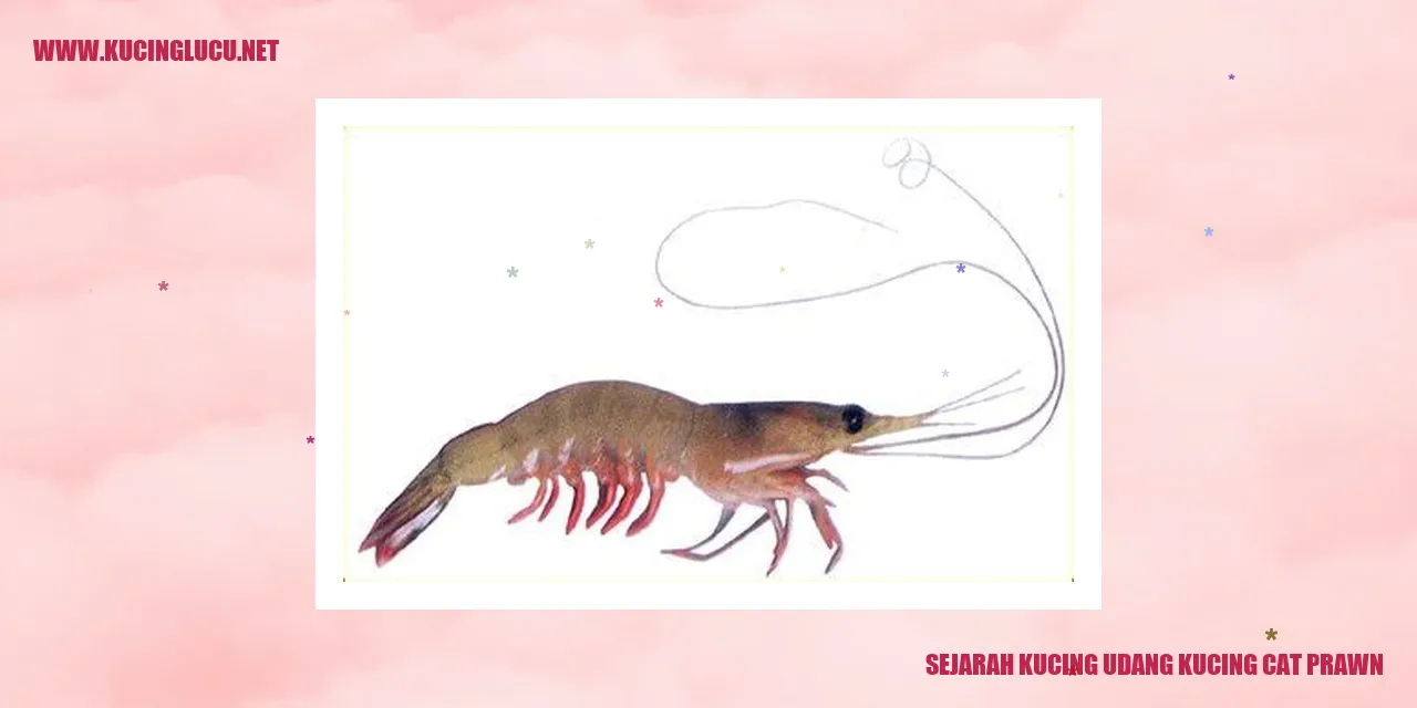 Gambar Kucing Udang