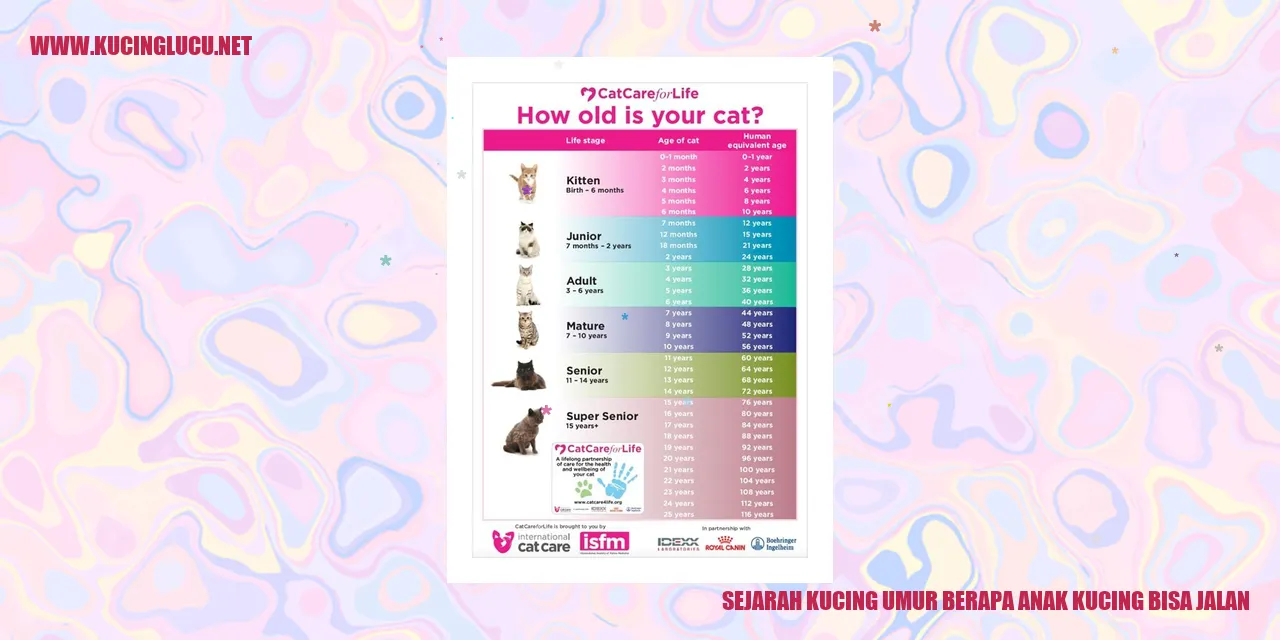 gambar kucing
