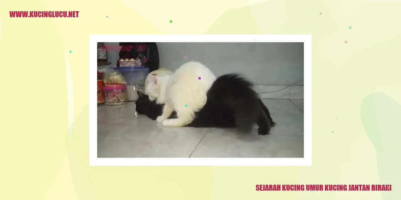 Sejarah Kucing