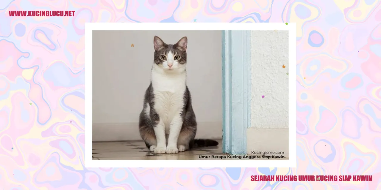 Gambar kucing
