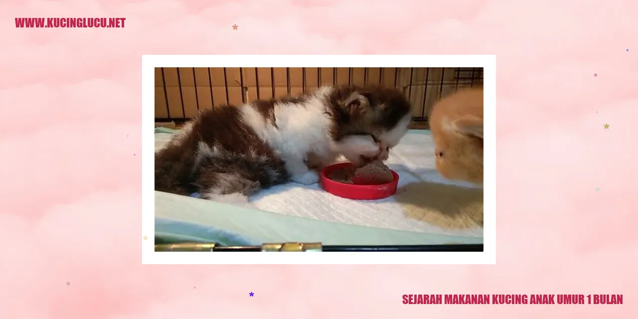 Gambar Anak Kucing