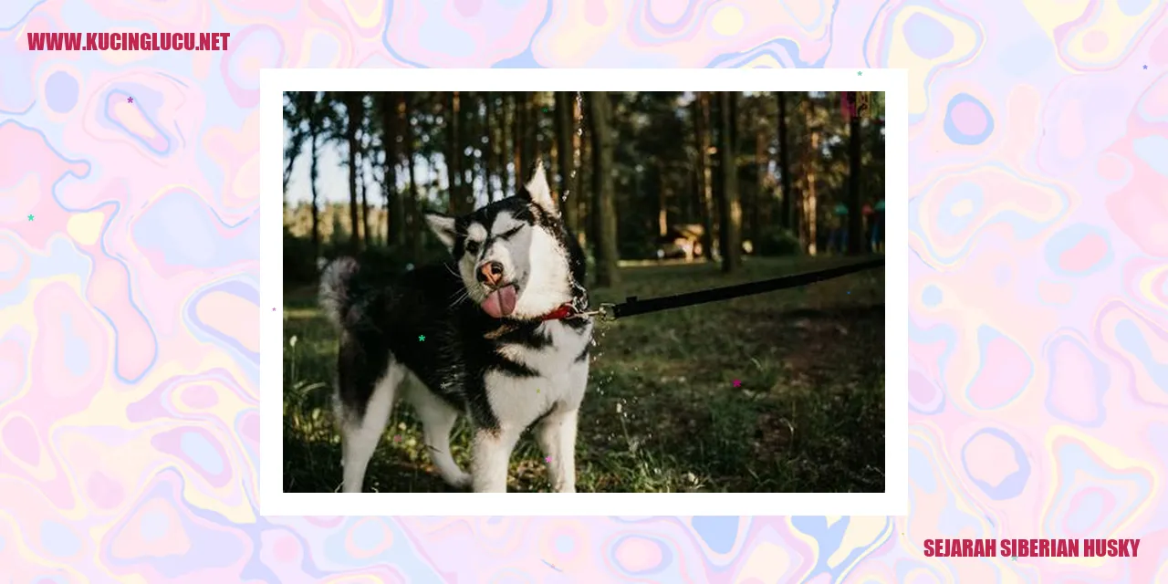 Gambar Siberian Husky