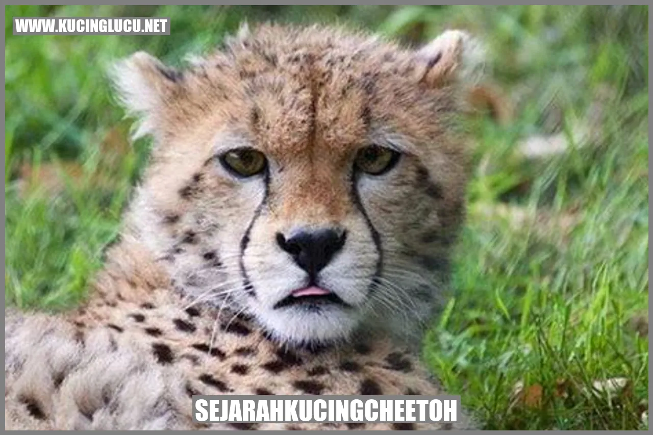 GambarkucingCheetoh