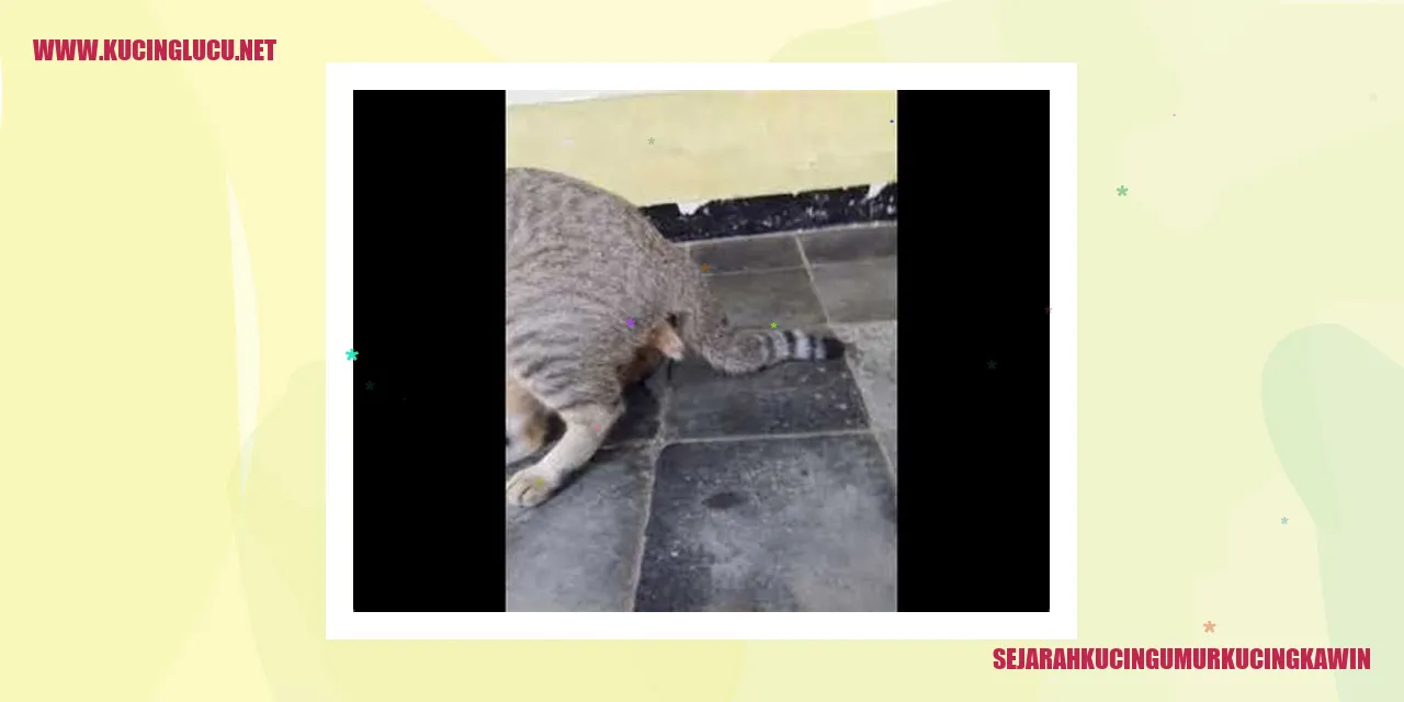 Sejarah Kucing Umur Kucing Kawin
