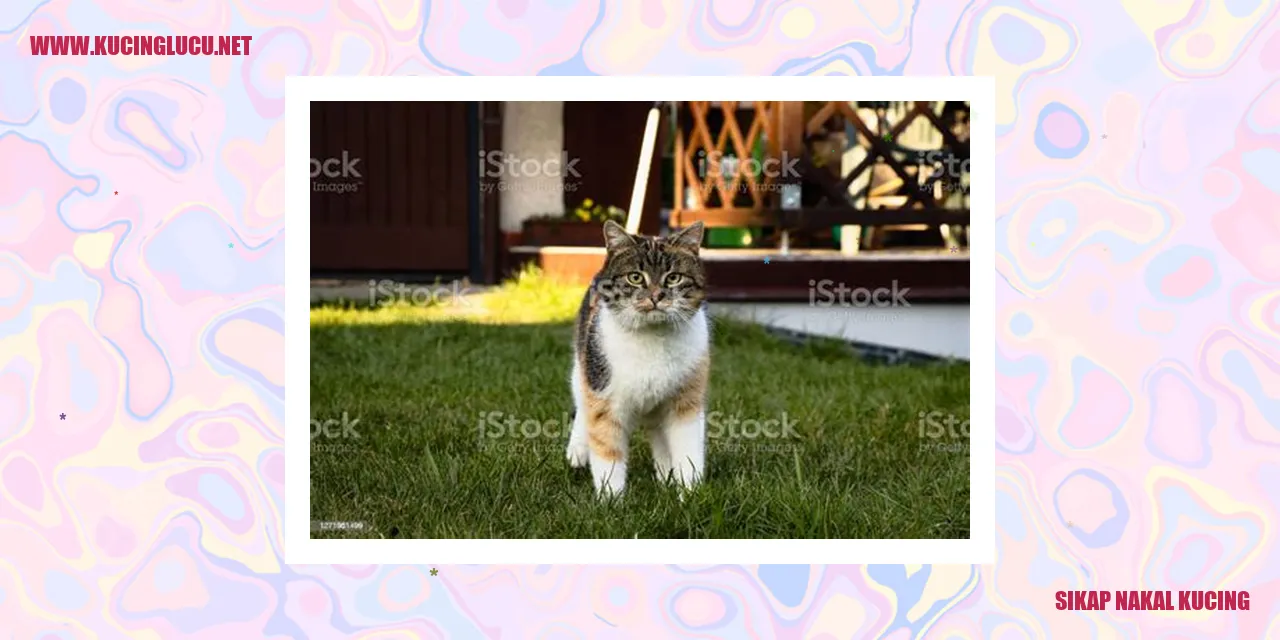 Kucing Nakal