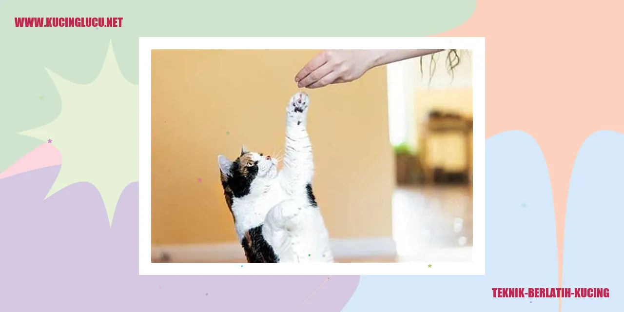 Berlatih Kucing