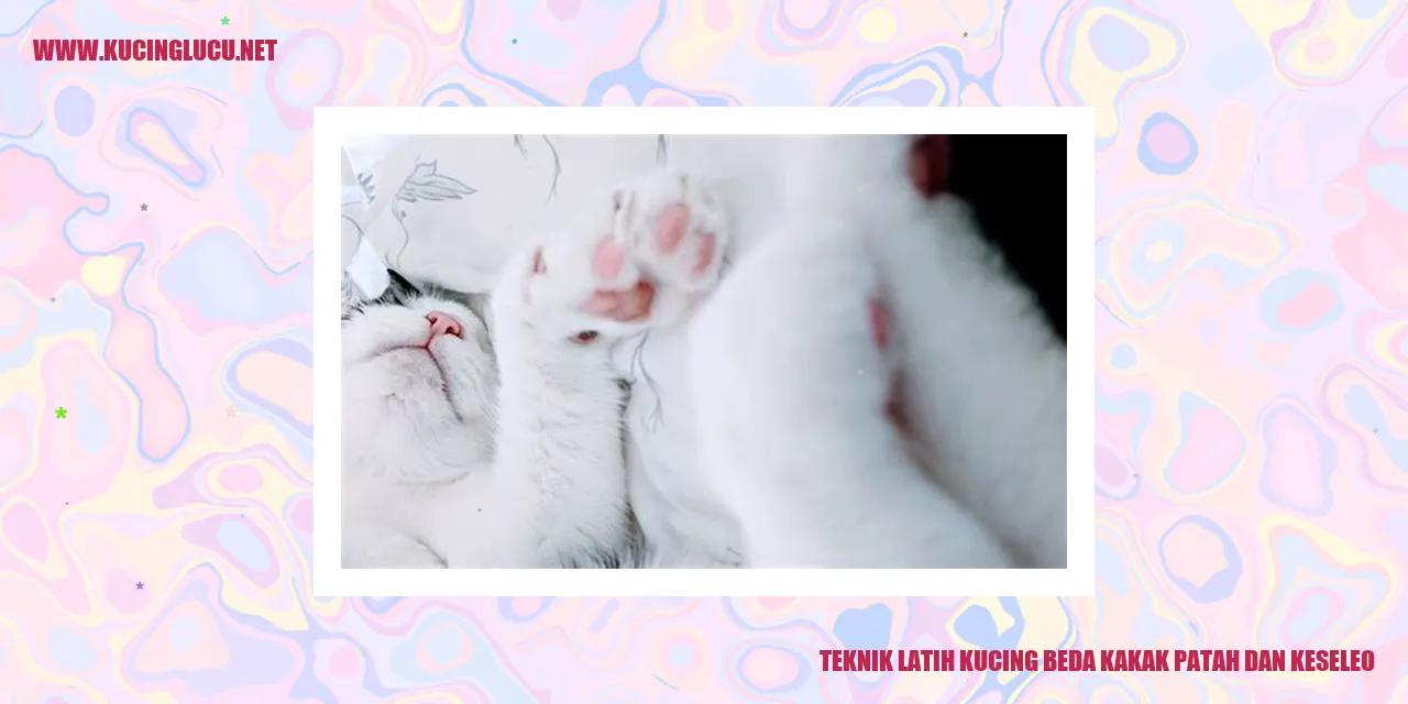 Kucing dengan luka pada kaki dan keseleo