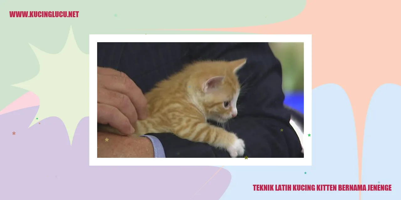 Teknik Latih Kucing Kitten bernama Jenenge