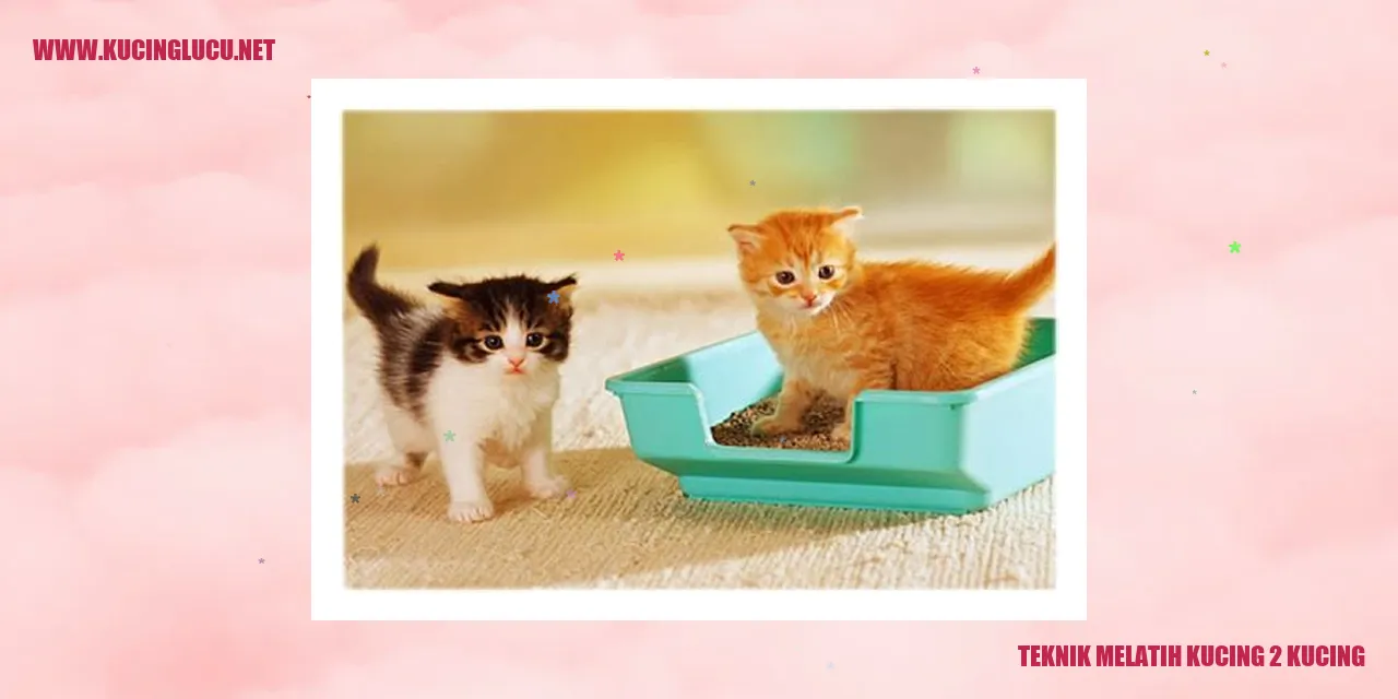 Gambar dua kucing yang sedang bermain