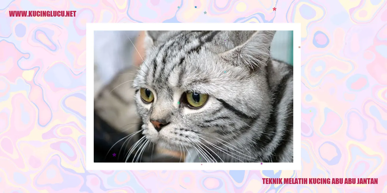 Kucing Abu Abu Jantan