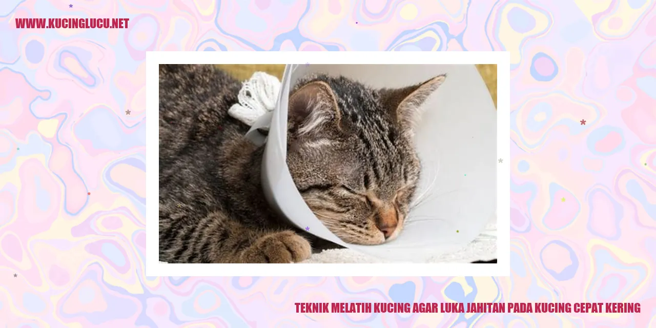 Gambar Kucing