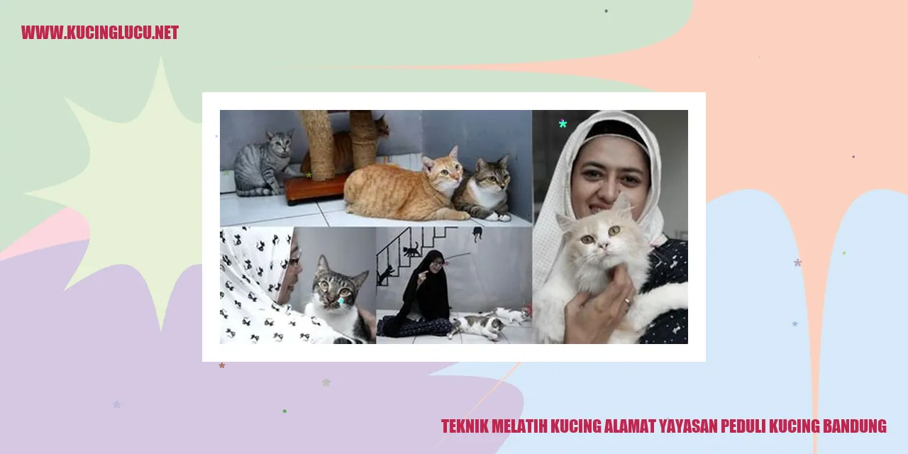 Teknik Melatih Kucing alamat yayasan peduli kucing bandung
