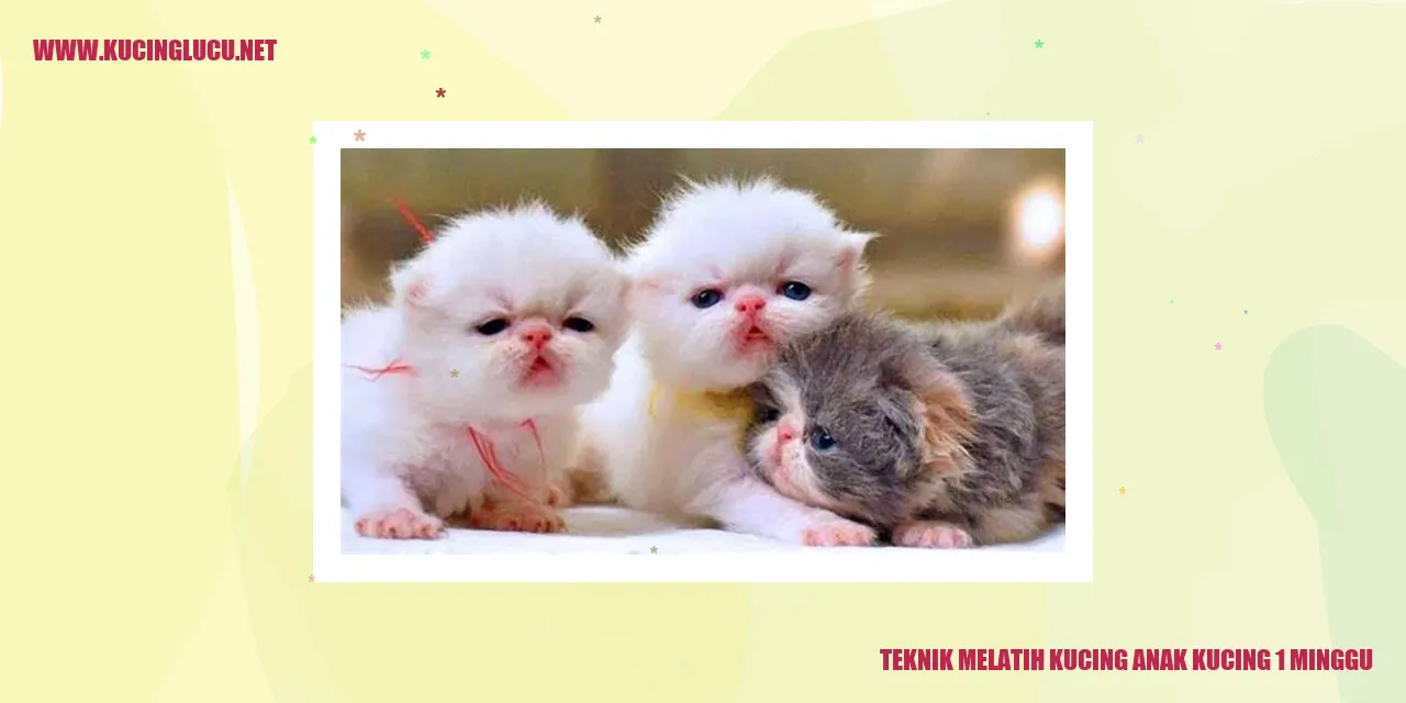 Teknik Melatih Kucing Anak Kucing 1 Minggu