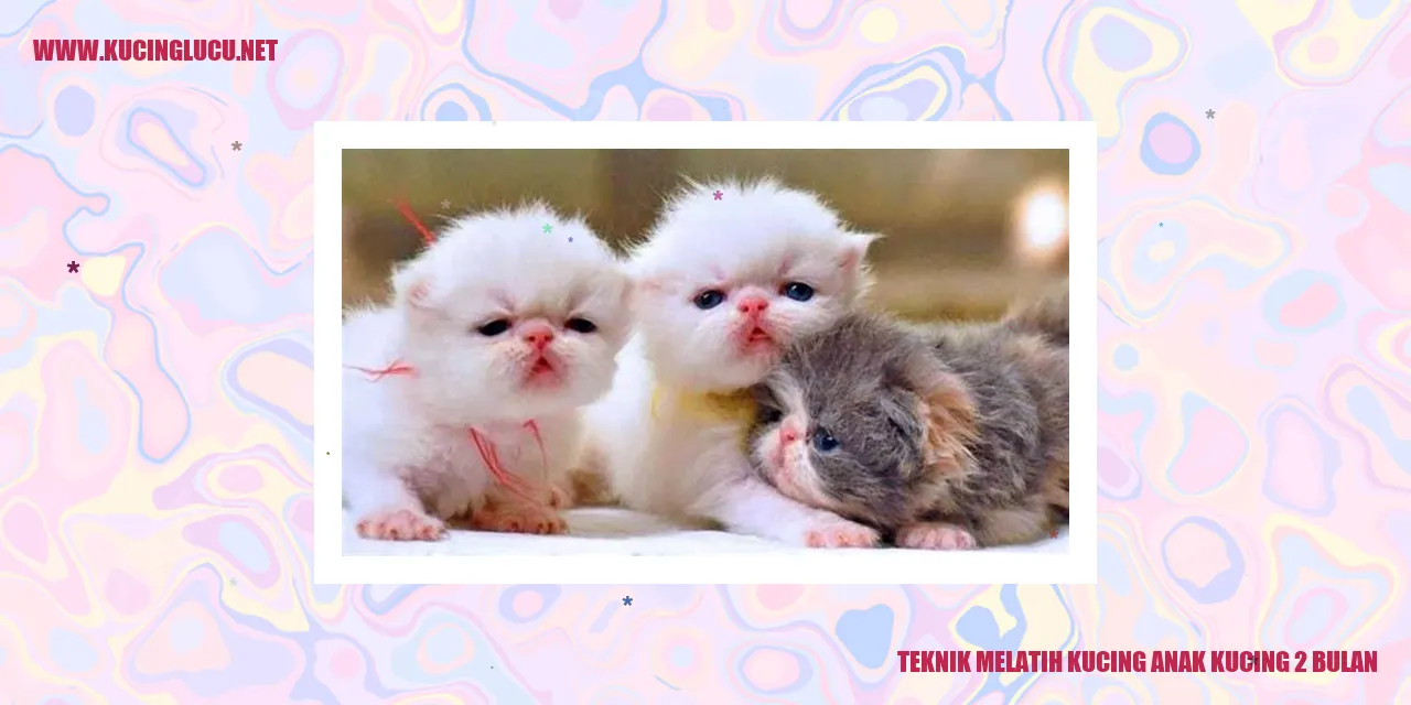 Melatih kucing anak kucing 2 bulan