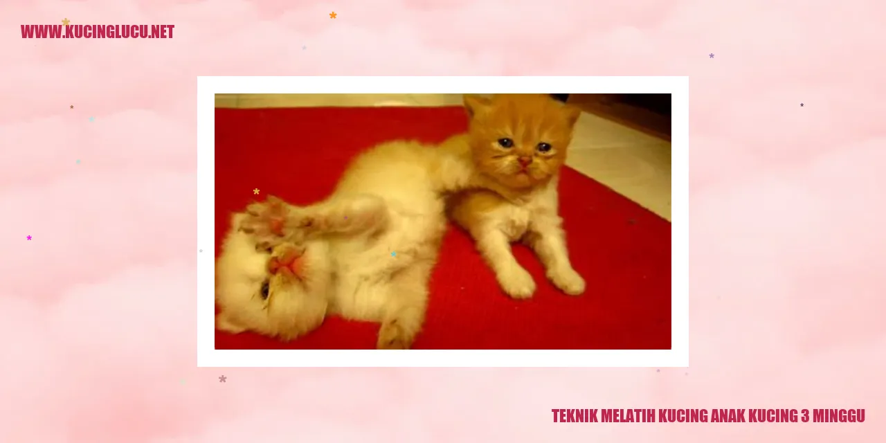 Gambar Kucing Anak Kucing 3 Minggu
