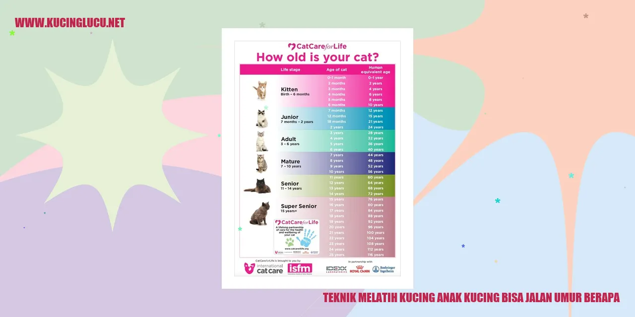 Kucing anak yang belajar berjalan