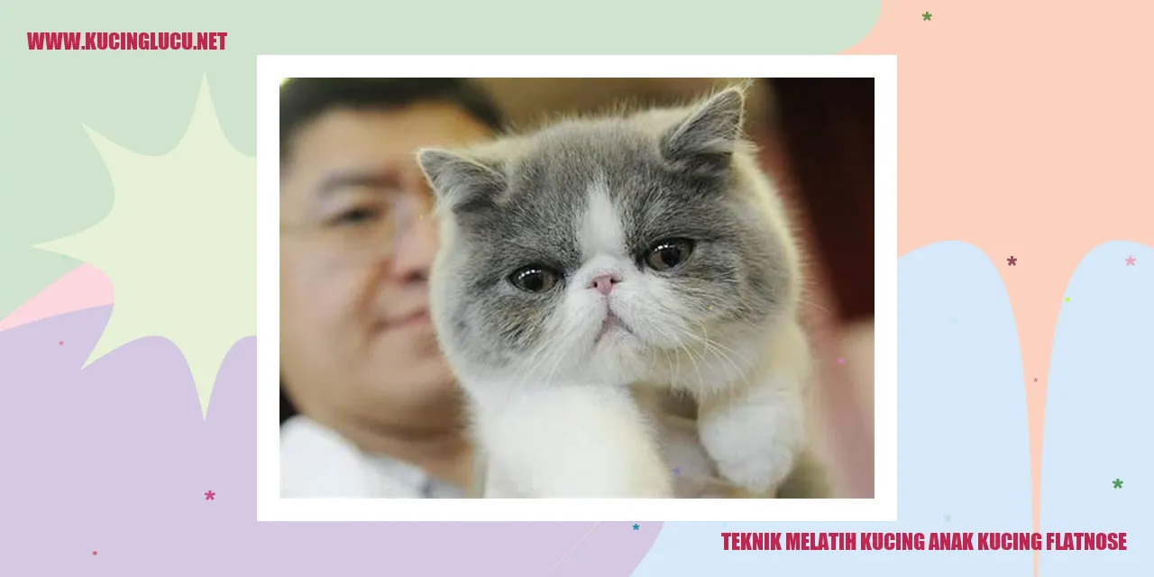 Gambar anak kucing flatnose