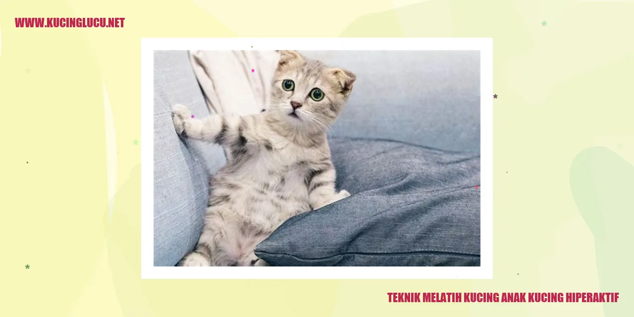 Melatih Anak Kucing Hiperaktif