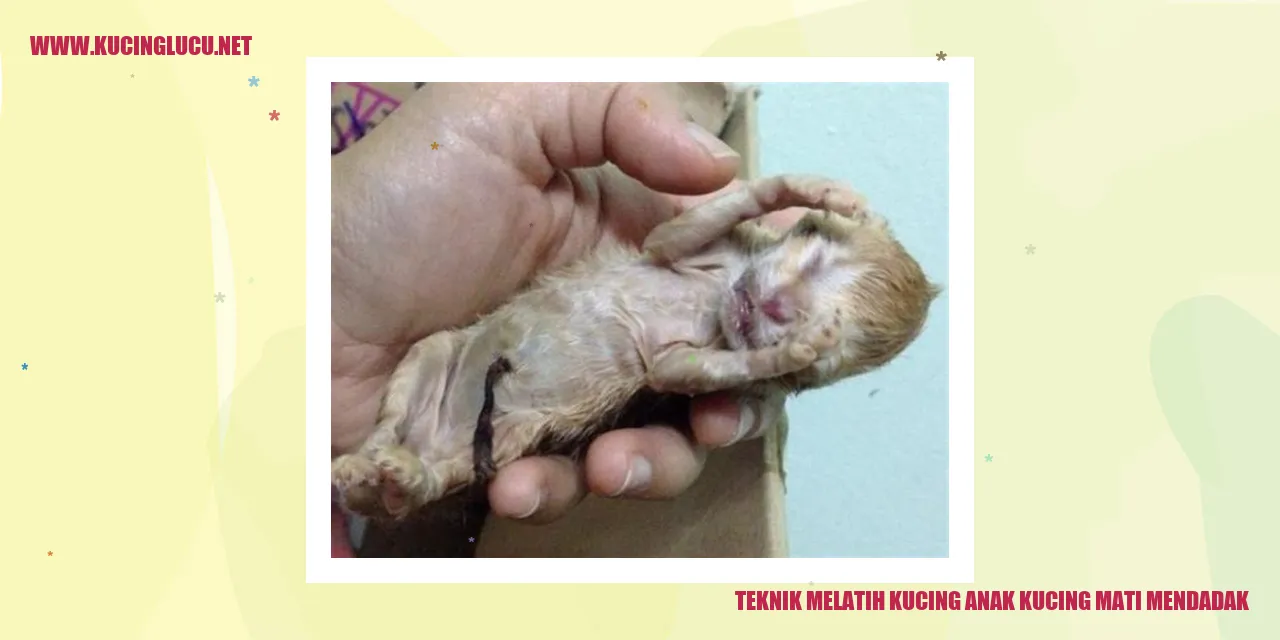 Teknik Melatih Kucing Anak Kucing Mati Mendadak