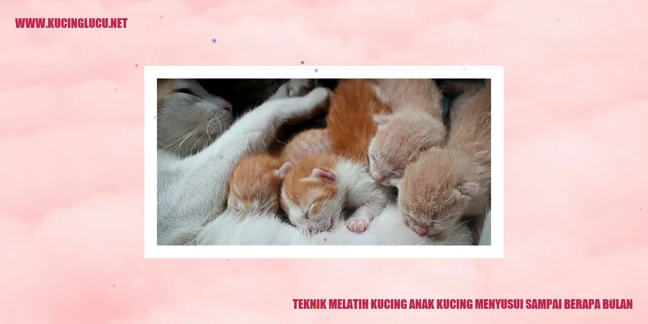 Anak Kucing Menyusui
