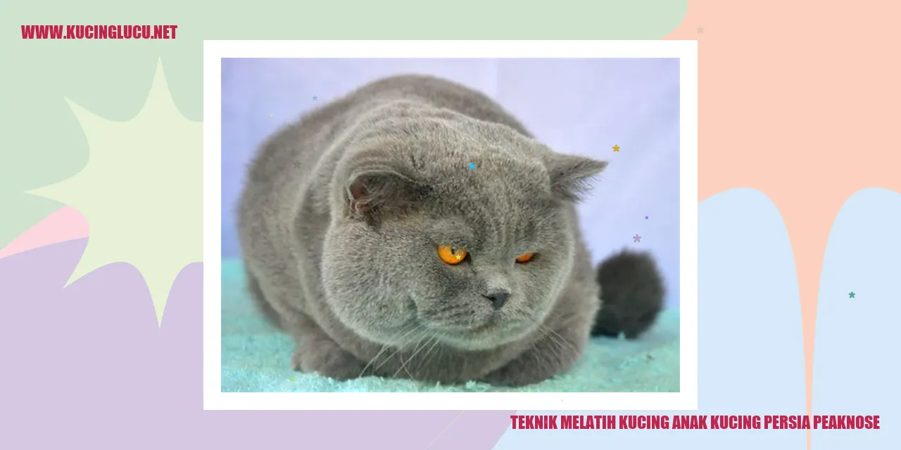 Gambar Kucing Anak Kucing Persia Peaknose