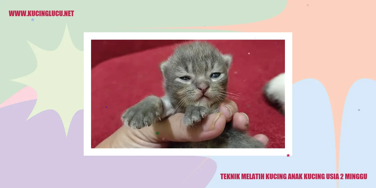 Kucing Anak Usia 2 Minggu