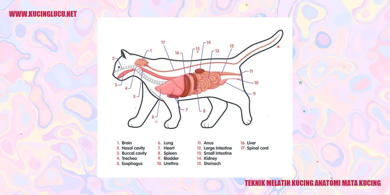 Anatomi Mata Kucing
