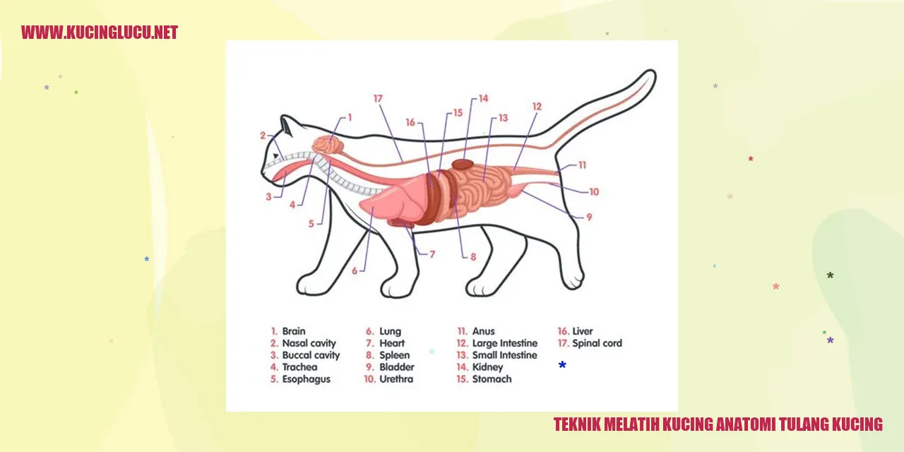 Gambar Kucing