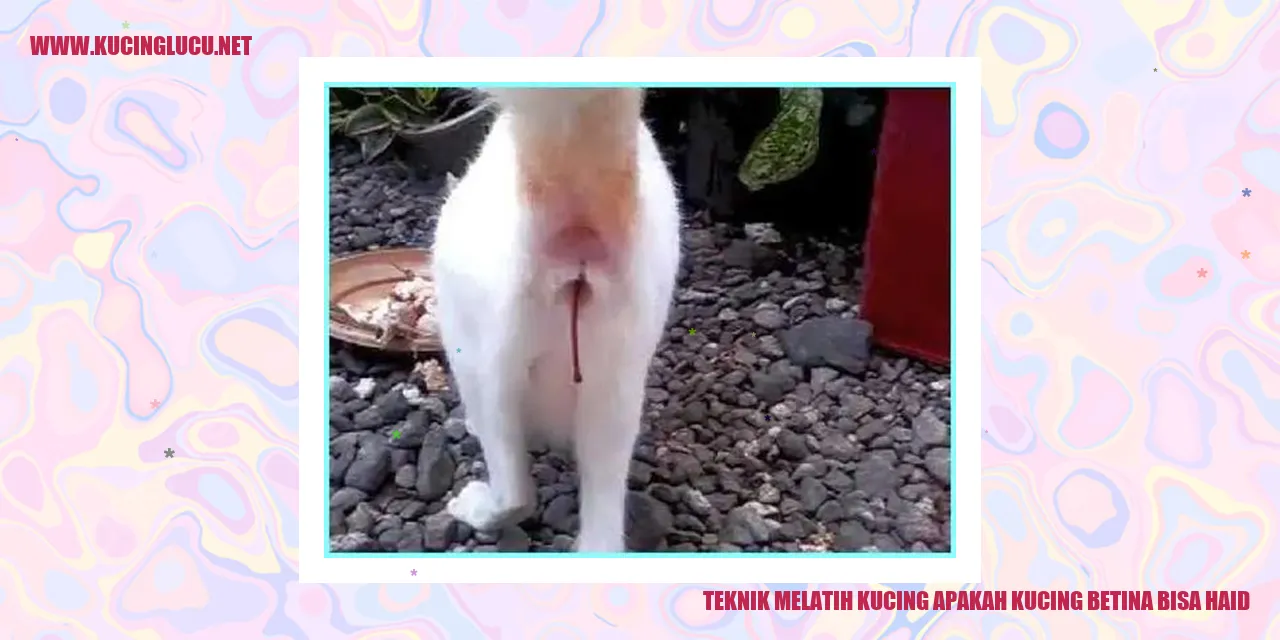 Melatih kucing