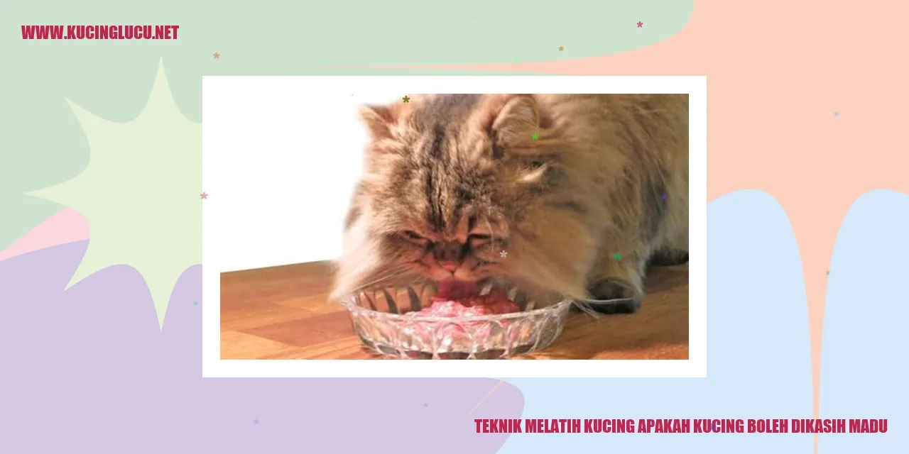 Teknik Melatih Kucing apakah kucing boleh dikasih madu