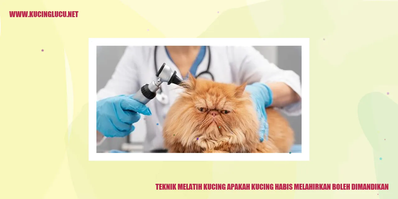 Gambar Kucing dan Anaknya