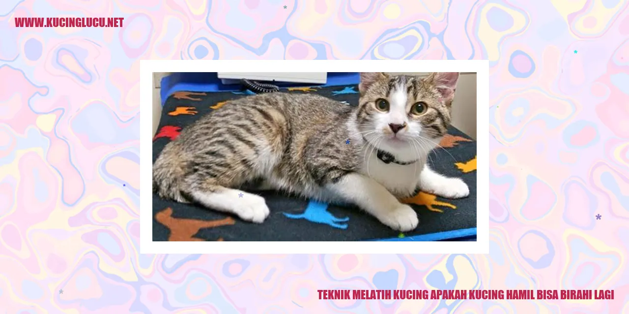 Melatih kucing