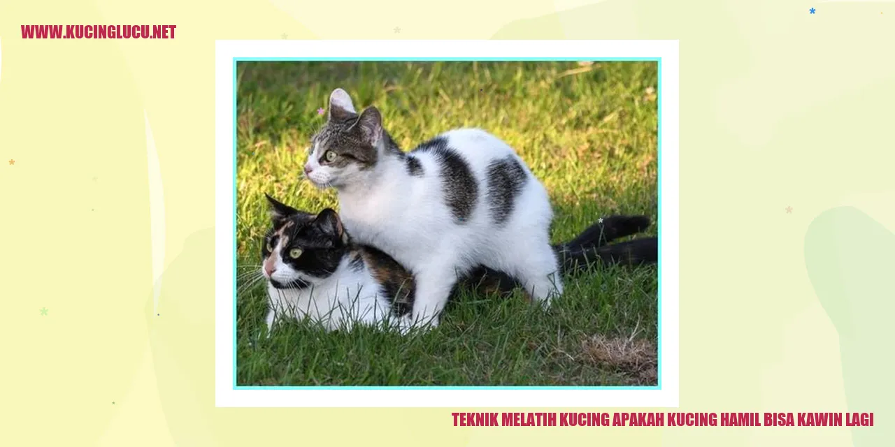 Teknik Melatih Kucing