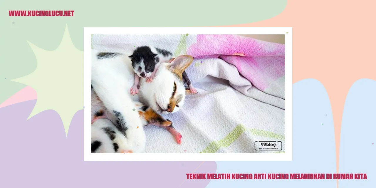 Melatih Kucing untuk Melahirkan di Rumah