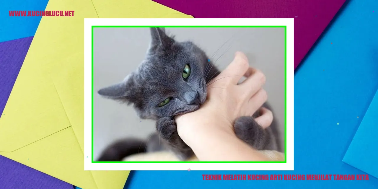 Gambar kucing menjilat tangan