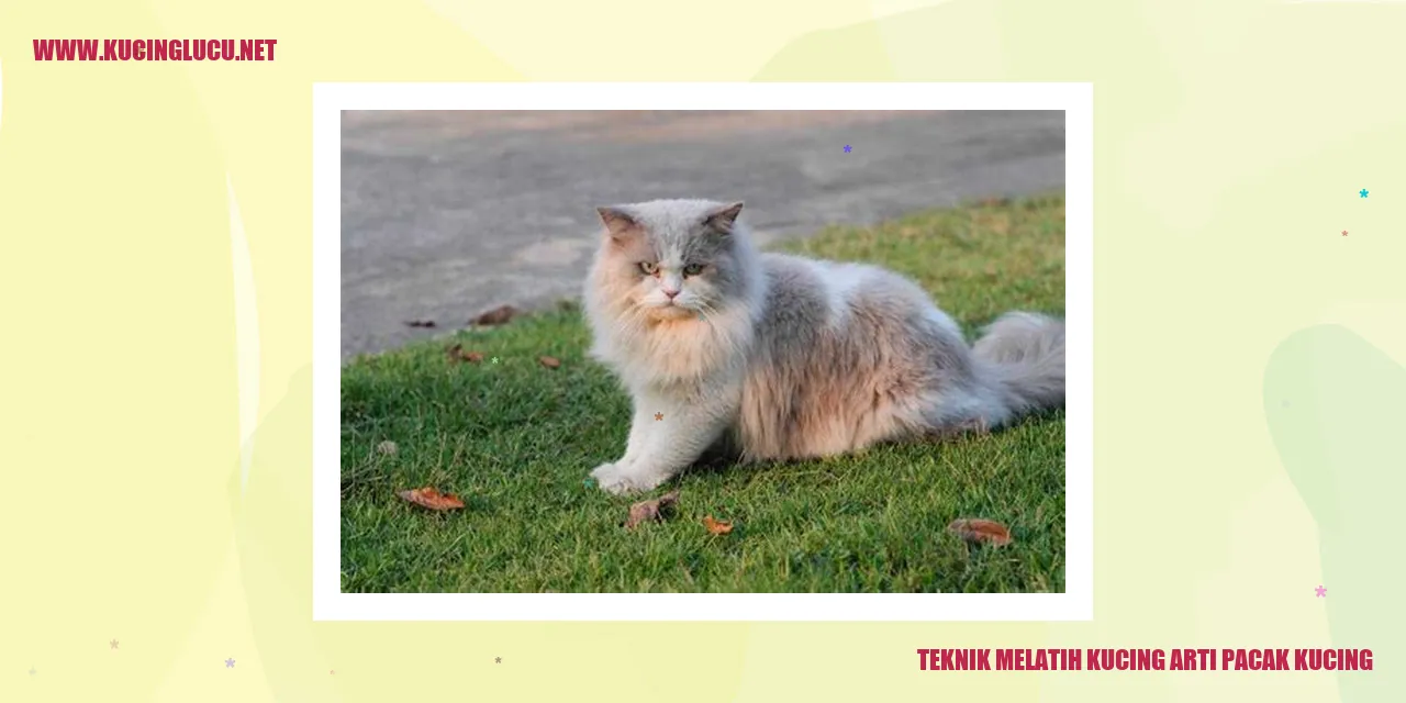 Gambar kucing sedang diajar