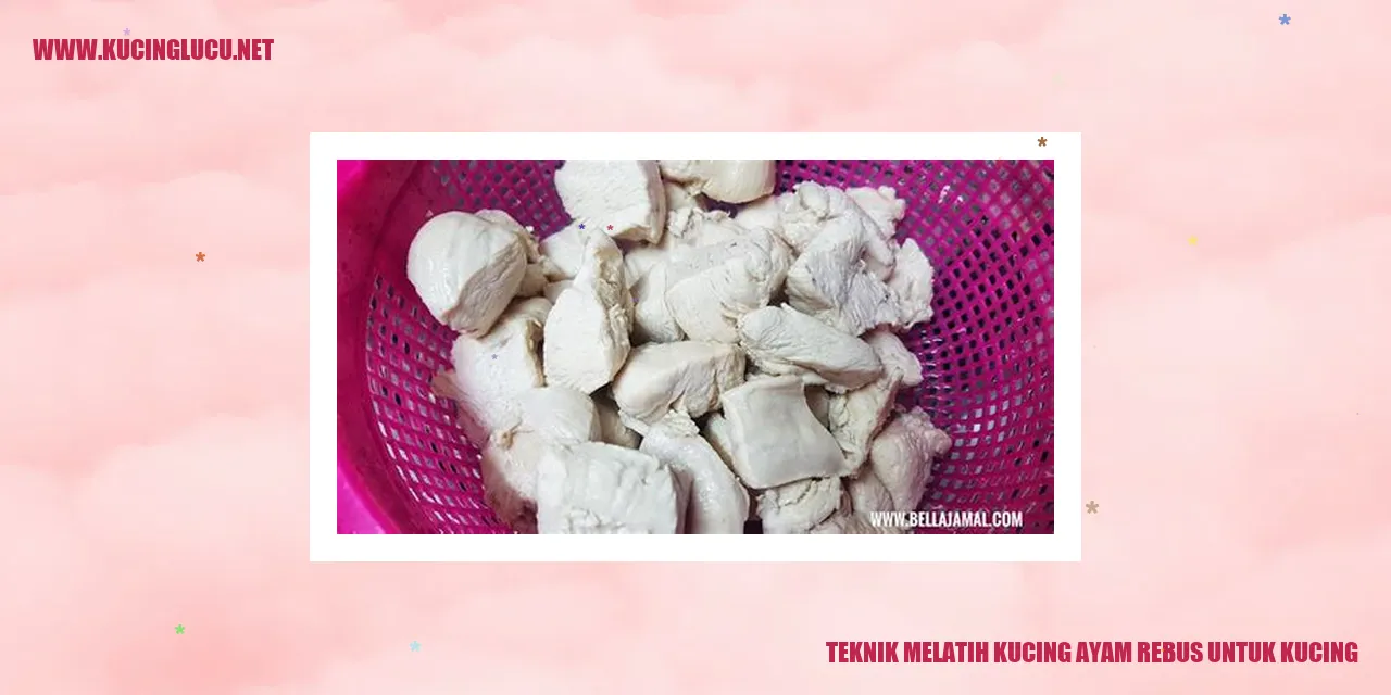 Teknik Melatih Kucing ayam rebus untuk kucing