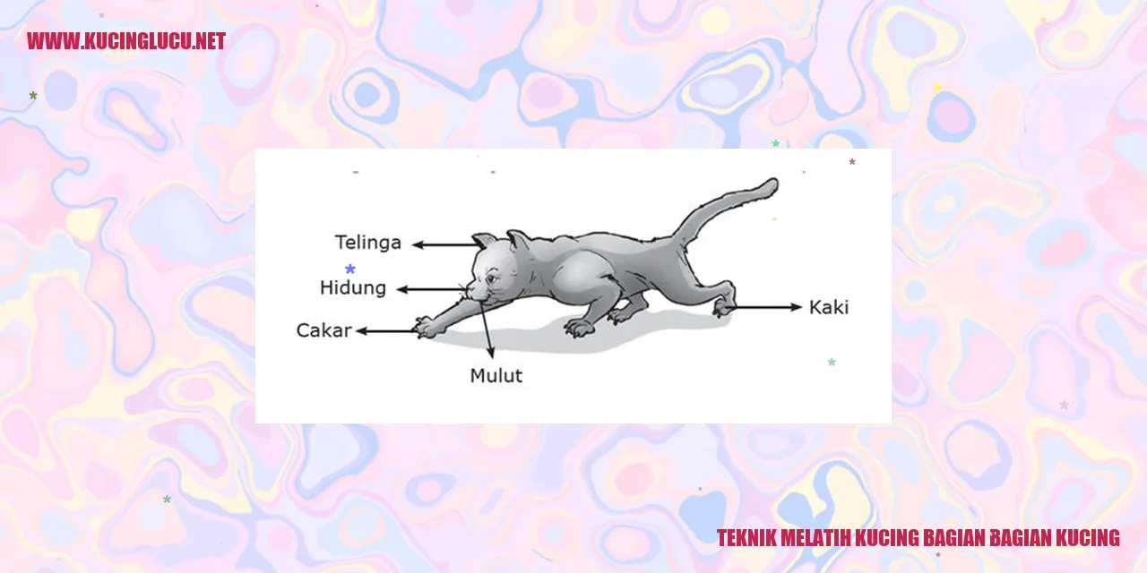 Teknik Melatih Kucing bagian bagian kucing