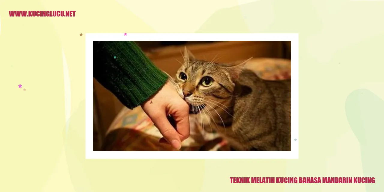Gambar kucing