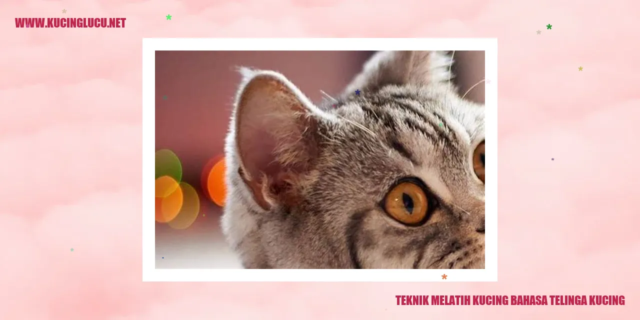 Gambar kucing lucu