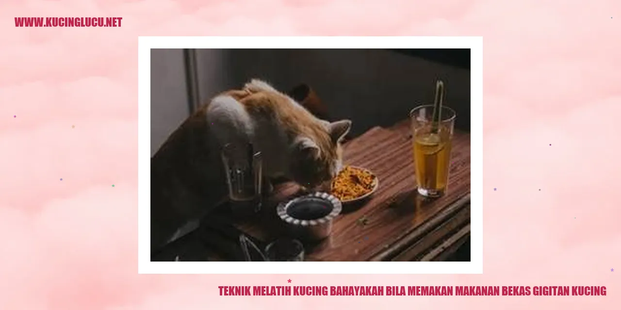 Melatih Kucing
